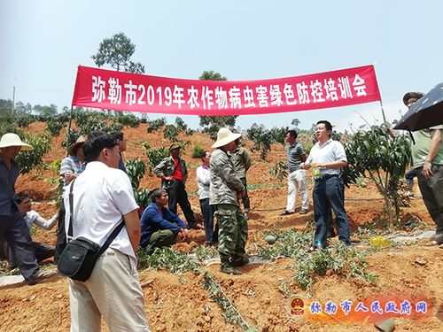 弥勒市人民政府门户网站 江边乡举办农作物病虫害绿色防控技术培训